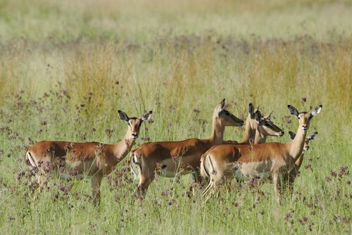 Woodlands Game Lodge, Забронировать Отель Отели Клидрифта с завтраком, Завтраки