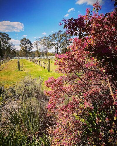 McCaffreys Estate, Забронировать Дом для отпуска Коттеджи Hunter Valley, Коттедж