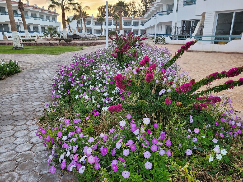 Hotel Dreams Beach Resort Sharm El Sheikh