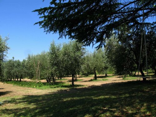 Agriturismo Podere Asciana, Забронировать Отель Отели Буцина 3 звезды, 3*