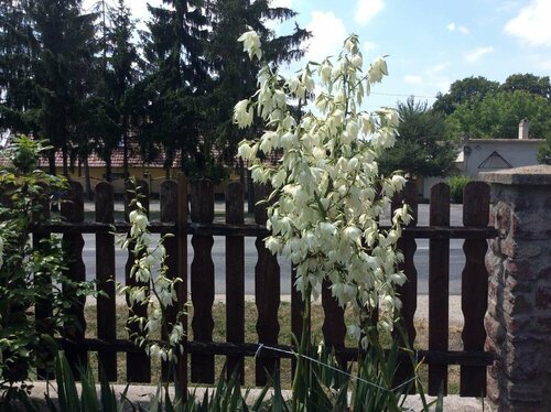 Ferienhaus Silvi, Забронировать Отель Отели Хедькё с парковкой, Парковка