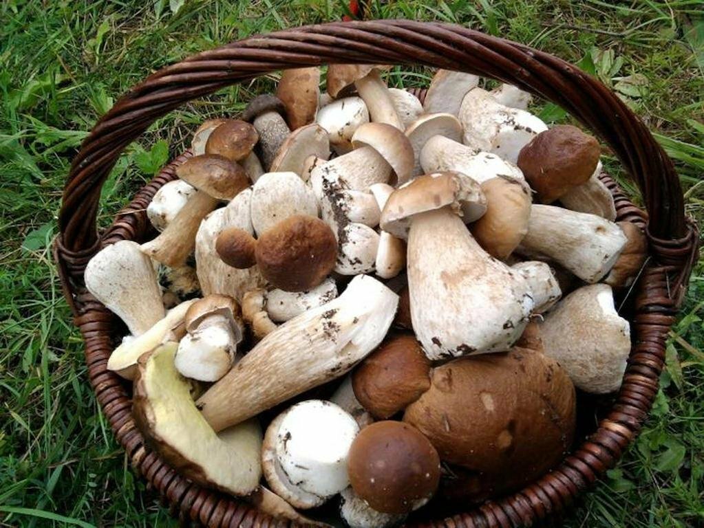 Agro-Tur Domki w Szuwarach