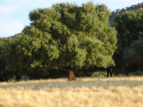 Las Navezuelas, Забронировать Дом для отпуска Касалья-де-ла-Сьерра Sierra Norte de Sevilla