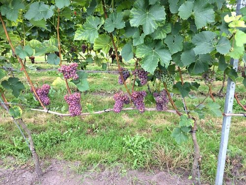 B&B op Wijngoed Havelte, Reserva ahora Bed & breakfast Havelte Drente