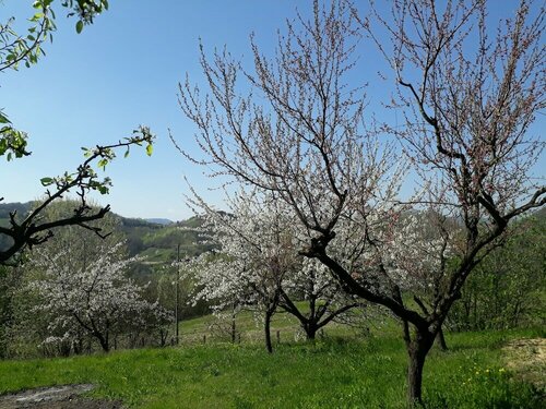 B&B Cascina SantElena, Reservar Pousada (com pequeno-almoço) Hotéis em Monferrato com pequeno-almoço, Café da manhã
