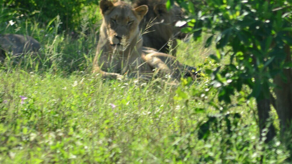 Amanzimloti Riverside Bush Camp