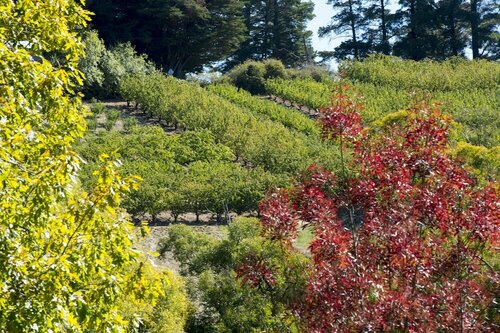 The Manor Basket Range, Reserva ahora Bed & breakfast Hoteles en Australia Meridional con desayuno, Desayunos