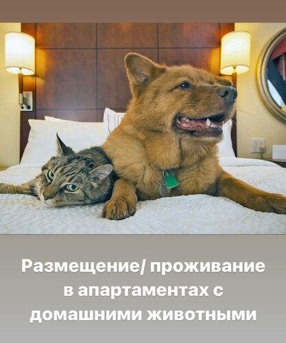 Апартаменты Диван-Кровать на берегу реки с потрясающим видом, Забронировать Апартаменты/квартира Сургут 