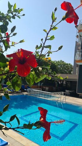 Nergos Side Hotel, Забронировать Апарт-отель Манавгат Побережье Сиде