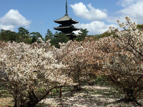 Guesthouse Hirofumi, Prenota Casa vacanze Fushimi 