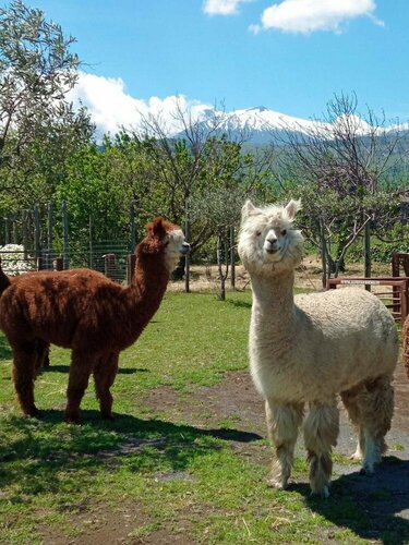 Alpaca Etna Rooms, Брондау Қонақ үй Linguaglossa қаласындағы жүзу бассейні бар қонақ үйлер, Жүзу бассейні